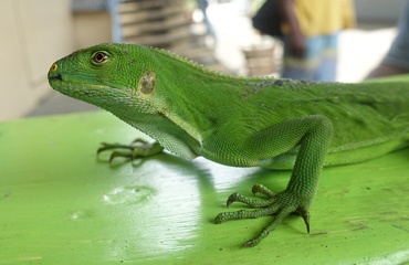 DSC08243a